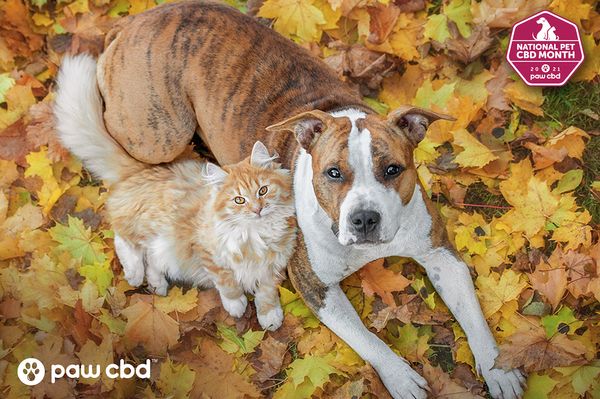 October Is National Pet CBD Month! 