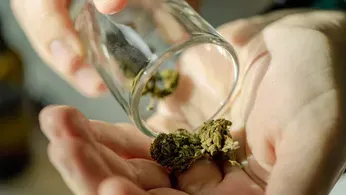 How to Identify High-Quality Cannabis Seeds Before You Buy